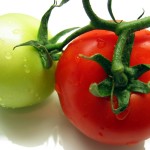 tomato pic